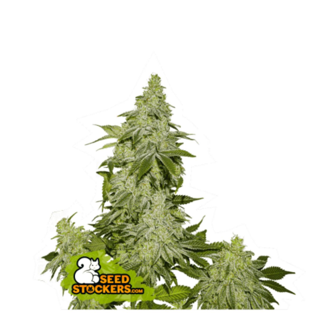 SHERBET AUTO
