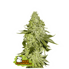 SHERBET FEM