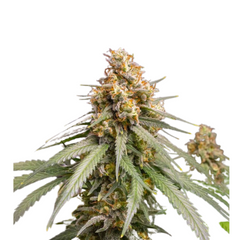 SHINING SILVER HAZE FEM