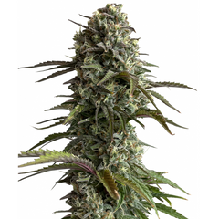 SKUNK AUTO - GREEN HOUSE SEED CO