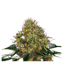 SKYWALKER OG AUTO  - BARNEY'S FARM