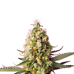 SKYWALKER OG RUNTZ XL AUTO