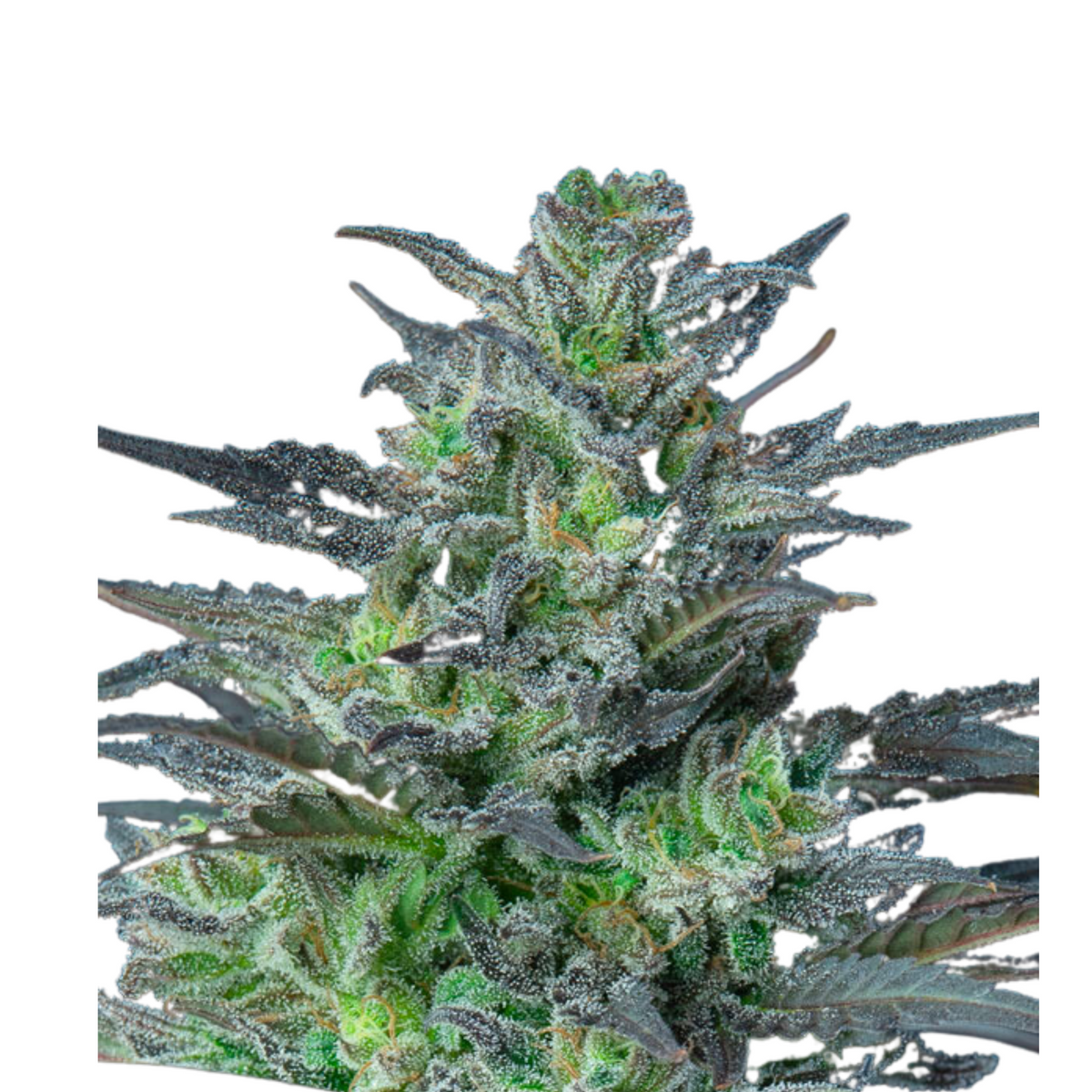 SLEEPY JOE AUTO - ANESIA SEEDS