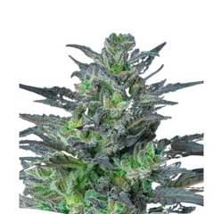 SLEEPY JOE AUTO - ANESIA SEEDS