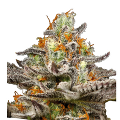 SLEEPY JOE - ANESIA SEEDS