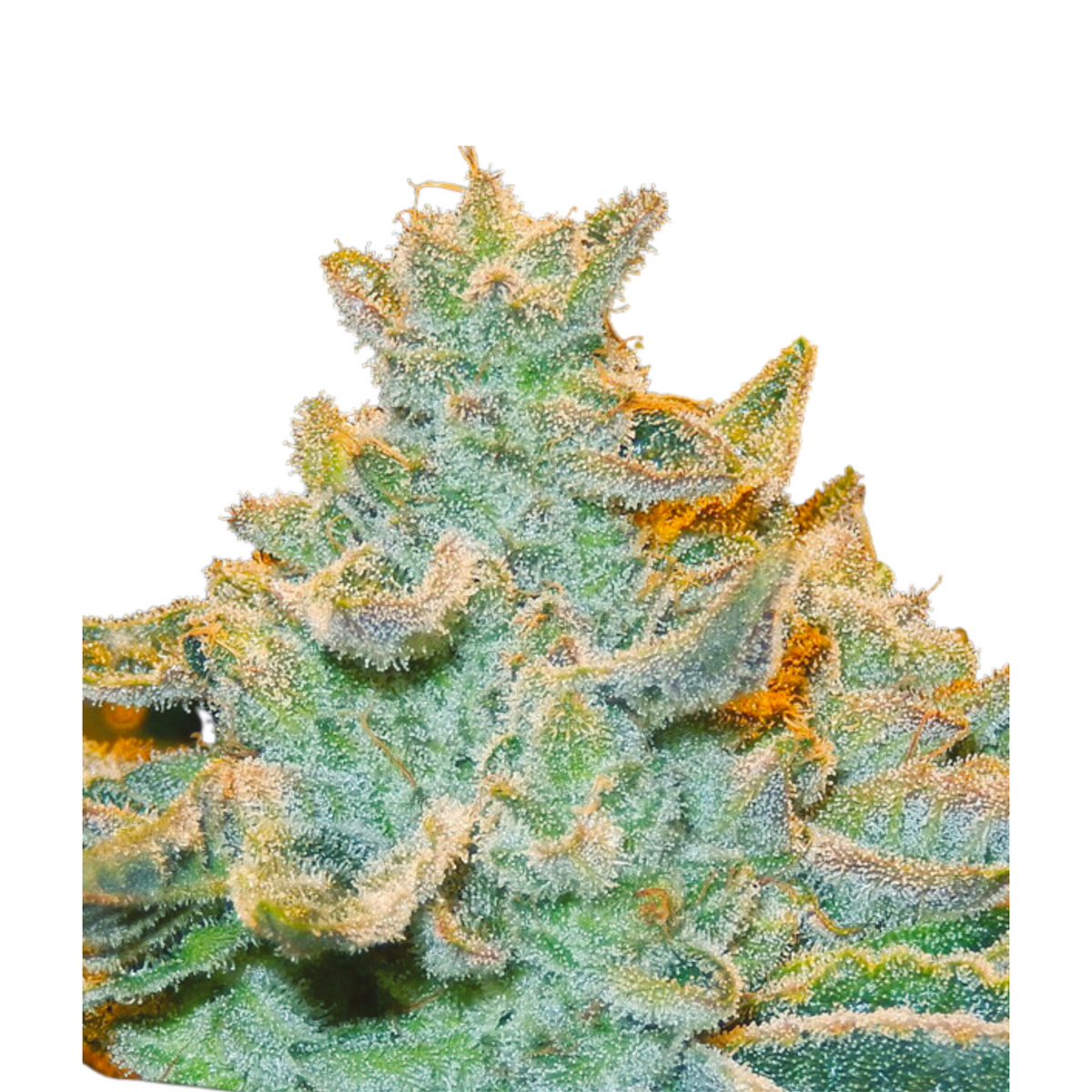 SLURRICANE - ANESIA SEEDS