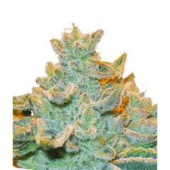 SLURRICANE - ANESIA SEEDS