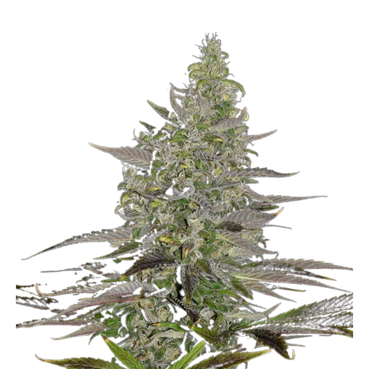 SOMANGO XL