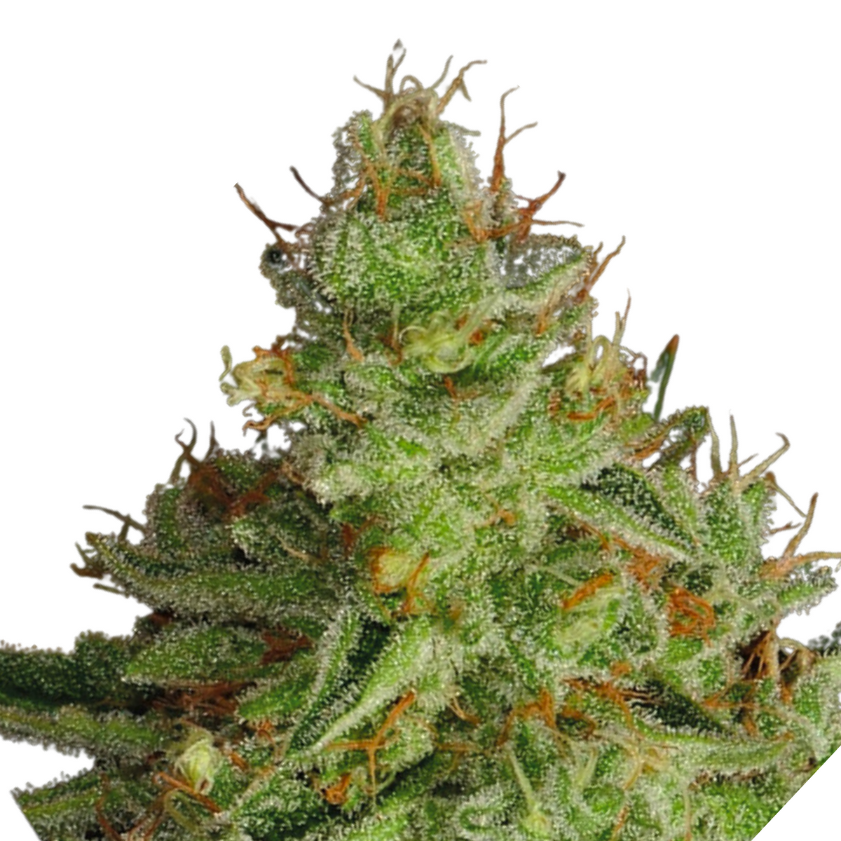 SOUR APPLE - ANESIA SEEDS