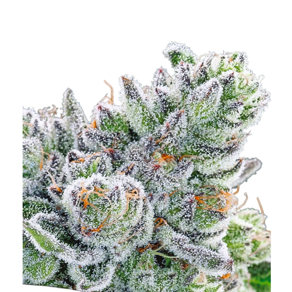SOUR BETTY - ANESIA SEEDS