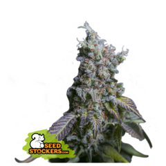 SOUR DIESEL AUTO