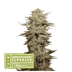STIKY FINGERS AUTO