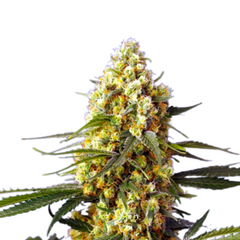 STRAWBERRY BANANA GELATO XL AUTO