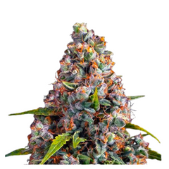 STRAWBERRY CHEESECAKE AUTO  - BARNEY'S FARM