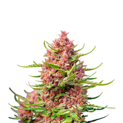 STRAWBERRY COLA SHERBET F1 FAST VERSION