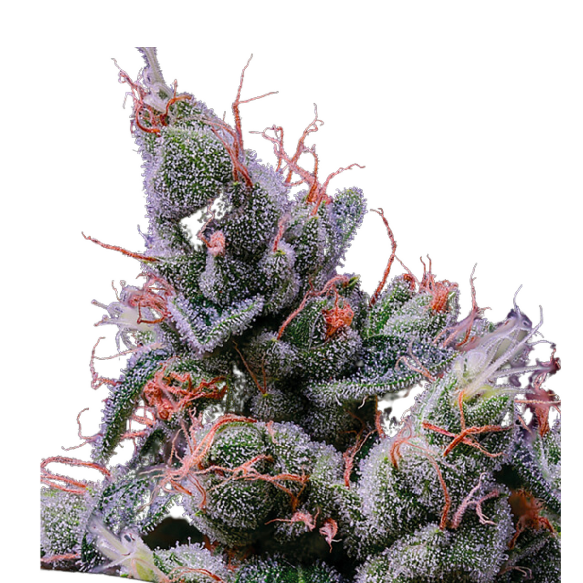 STRAWBERRY KUSH  – ANESIA SEEDS
