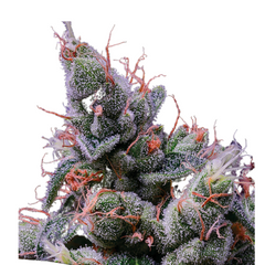 STRAWBERRY KUSH  – ANESIA SEEDS