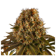 STRAWBERRY LEMONADE  - BARNEY'S FARM