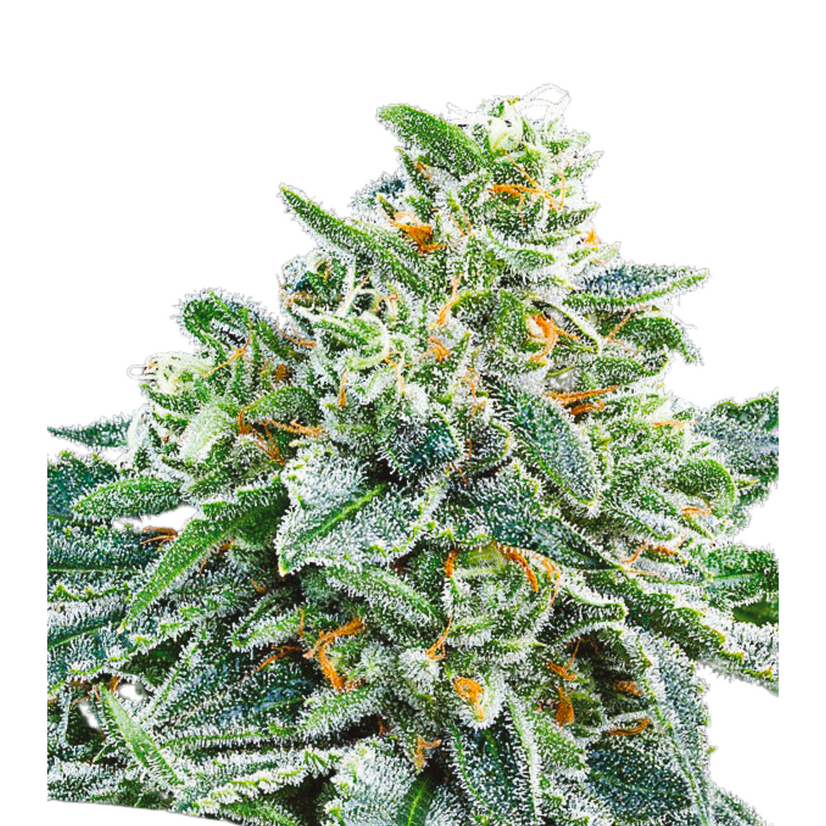 STRAWBERRY TREE – ANESIA SEEDS
