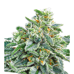 STRAWBERRY TREE – ANESIA SEEDS