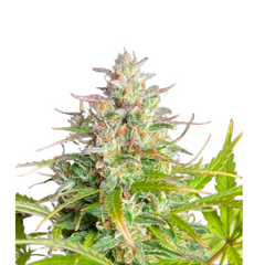 SUGAR BLACK ROSE AUTO  - DELICIOUS SEEDS.