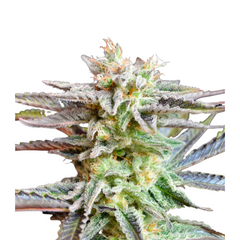 SUGAR BLACK ROSE EARLY VERSION  - DELICIOUS SEEDS.