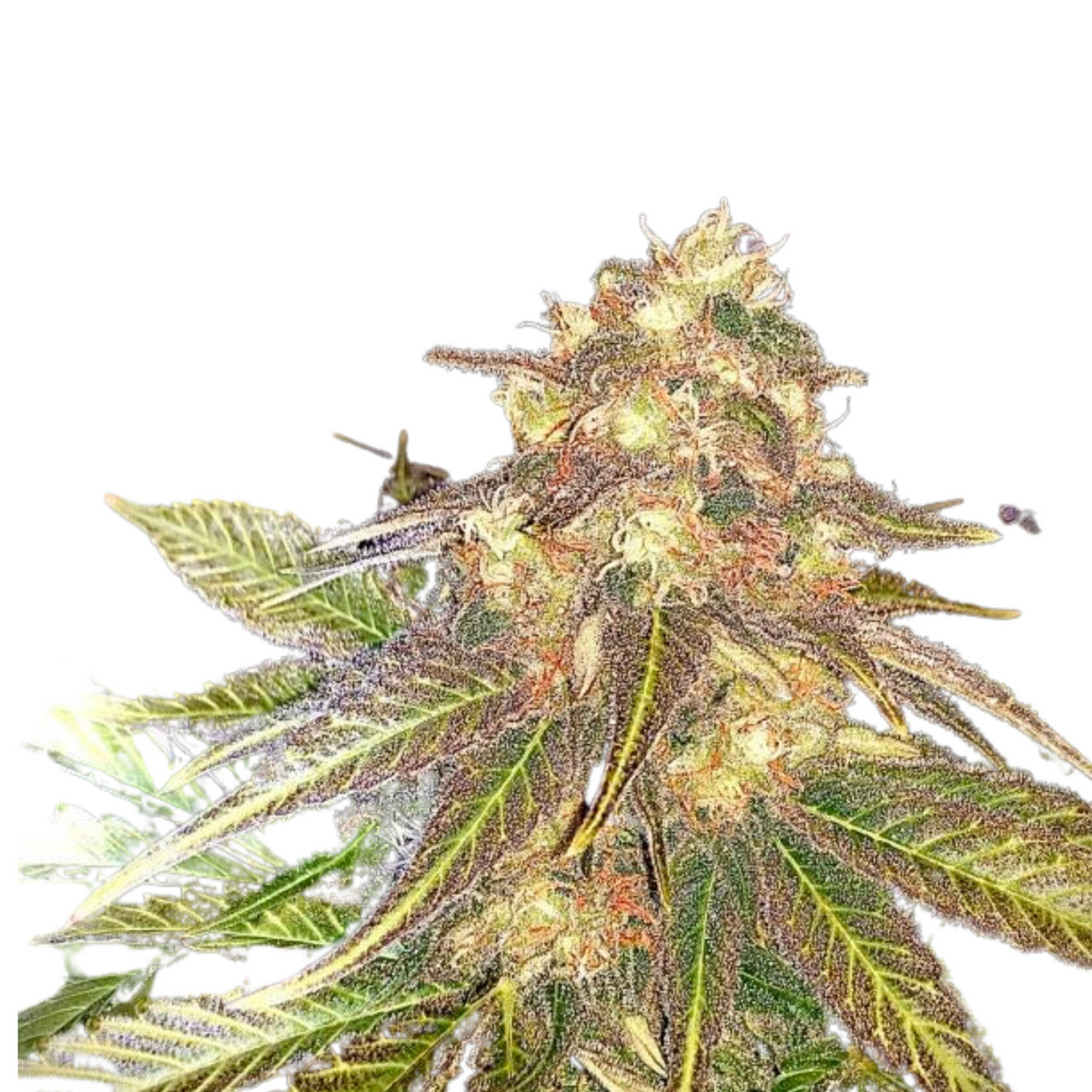 SUGAR CANDY  - DELICIOUS SEEDS.