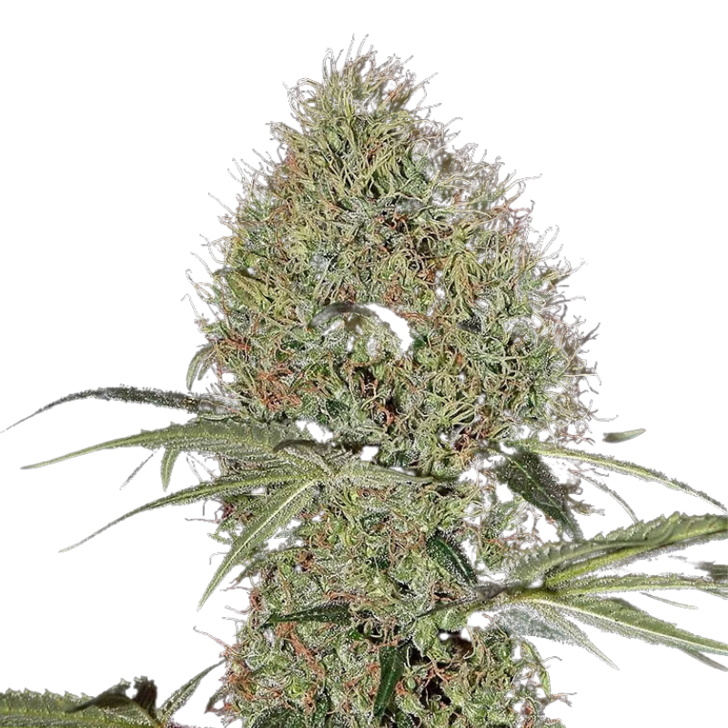 SUPER BUD AUTO - GREEN HOUSE SEED CO