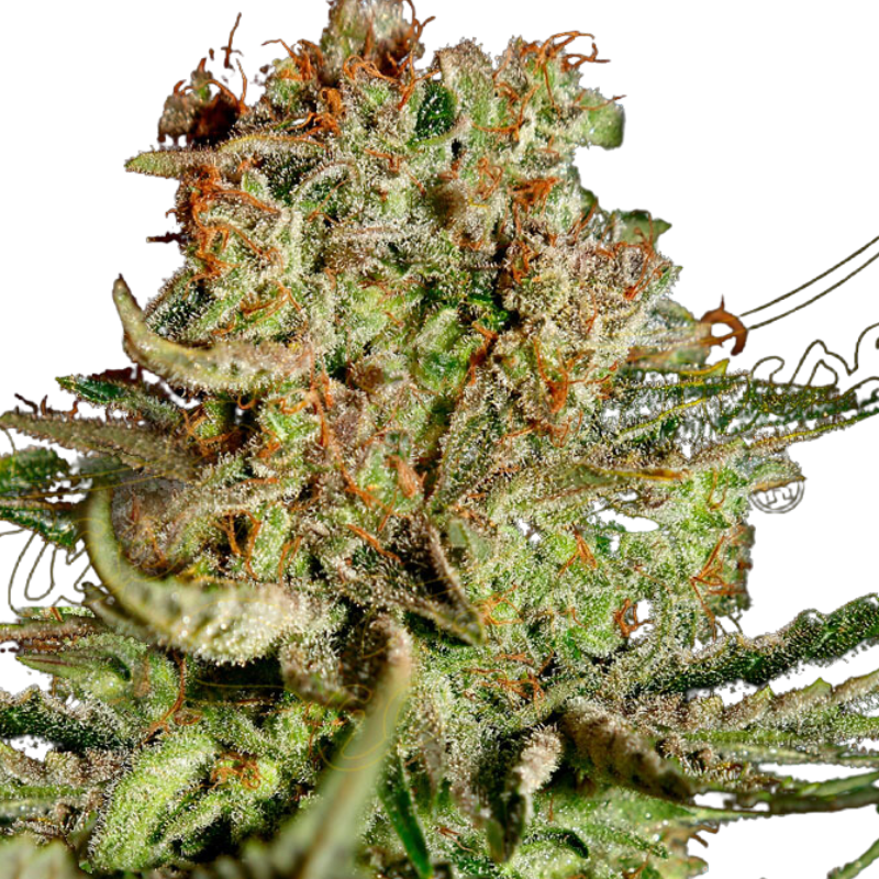 SUPER BUD (FEMINISED) - GREEN HOUSE SEED CO