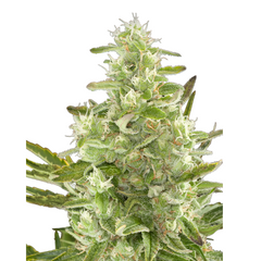 SUPER CRITICAL AUTO -  GREEN HOUSE SEED CO