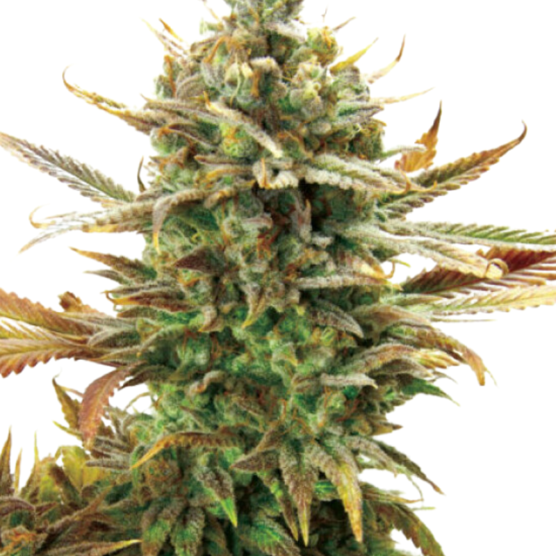 SUPER CRITICAL (FEMINISED) - GREEN HOUSE SEED CO