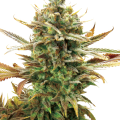 SUPER CRITICAL (FEMINISED) - GREEN HOUSE SEED CO