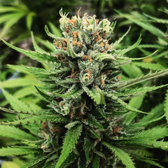 SUPER LEMON HAZE (FEMINISED) - GREEN HOUSE SEED CO