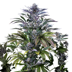 SUPER SILVER HAZE (FEMINISED) - GREEN HOUSE SEED CO
