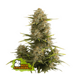 SUPER SKUNK AUTO