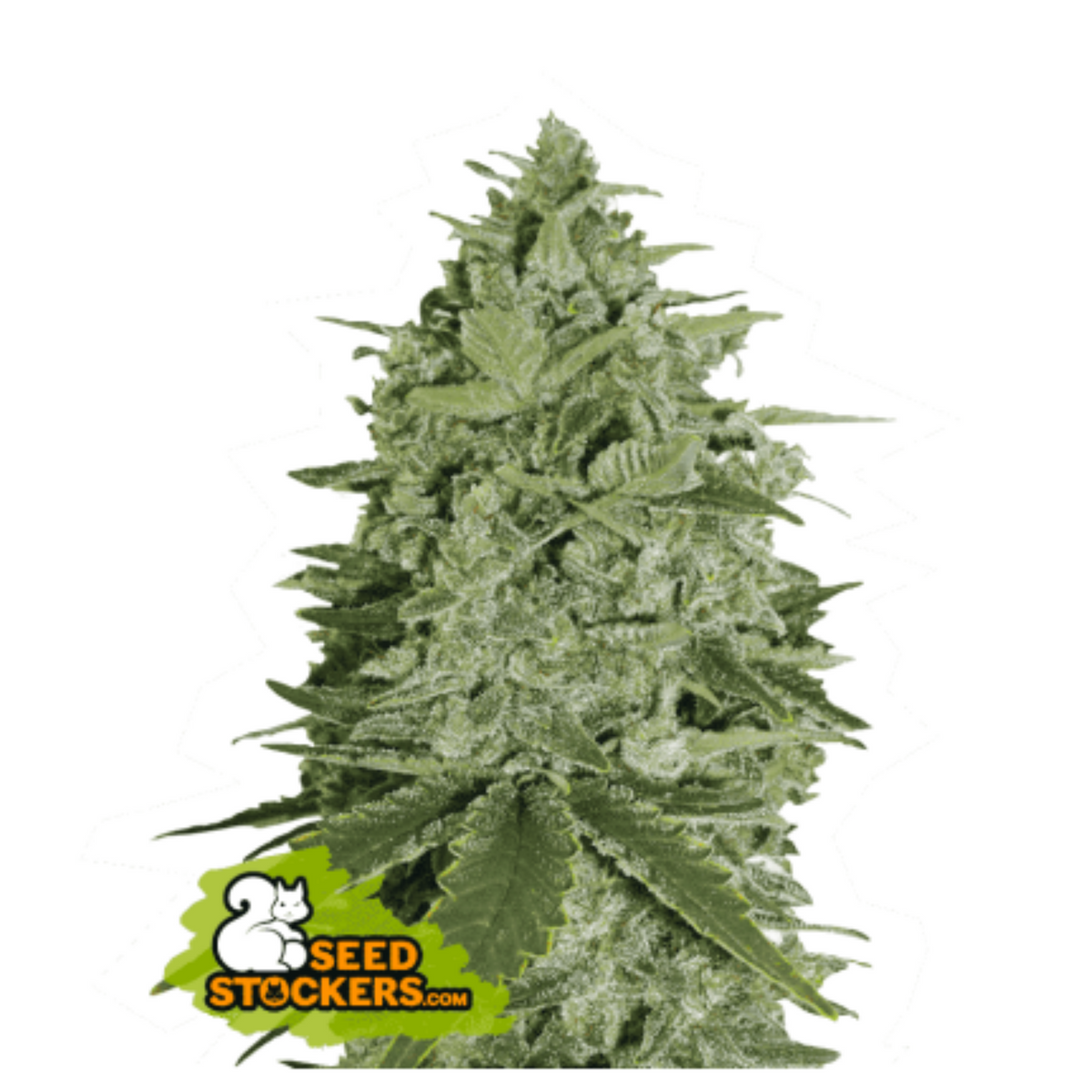 SUPER SKUNK FEM