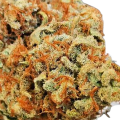 SWEET MANGO AUTO - GREEN HOUSE SEED CO