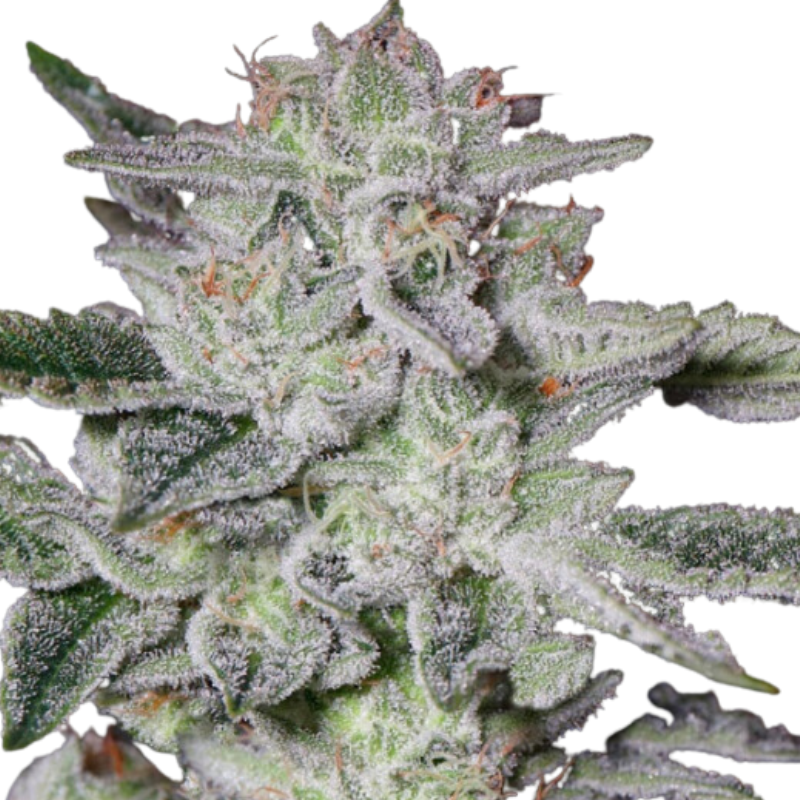 SWEET VALLEY KUSH (FEMINISED) - GREEN HOUSE SEED CO