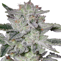 SWEET VALLEY KUSH (FEMINISED) - GREEN HOUSE SEED CO