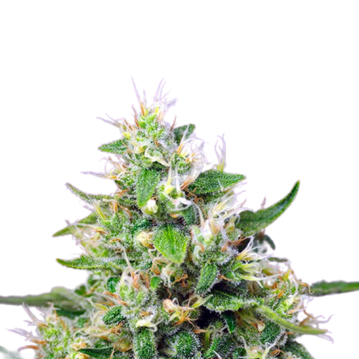 SWEET AMNESIA HAZE XL AUTO