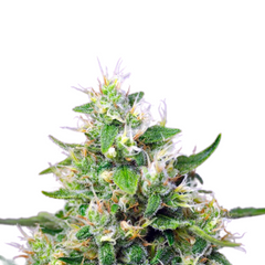 SWEET AMNESIA HAZE XL AUTO