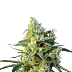 SWEET AMNESIA HAZE