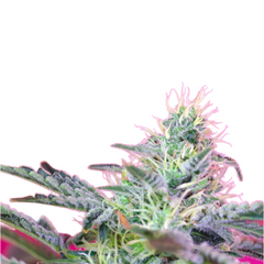 SWEET CHEESE AUTO