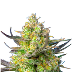 SWEET CHEESE XL AUTO