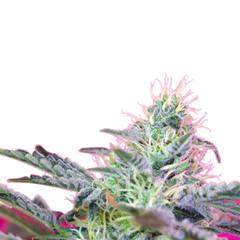SWEET CHEESE