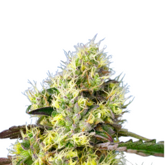 SWEET GELATO AUTO