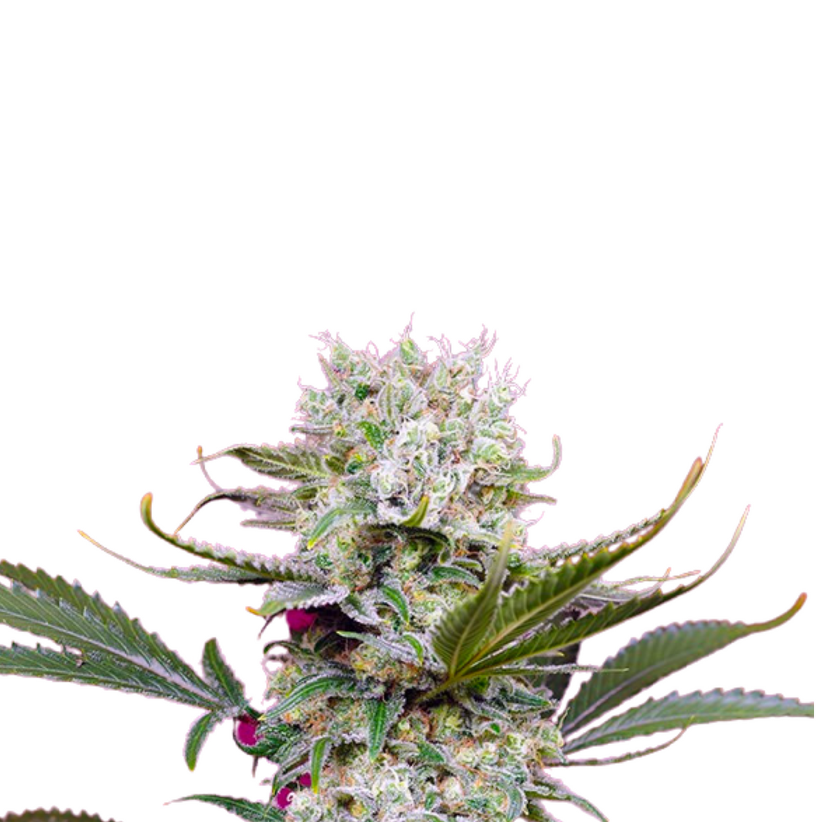 SWEET MANDARINE ZKITTLEZ XL AUTO