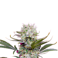SWEET MANDARINE ZKITTLEZ F1 FAST VERSION