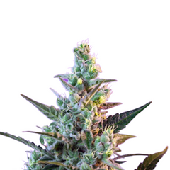 SWEET SKUNK AUTO
