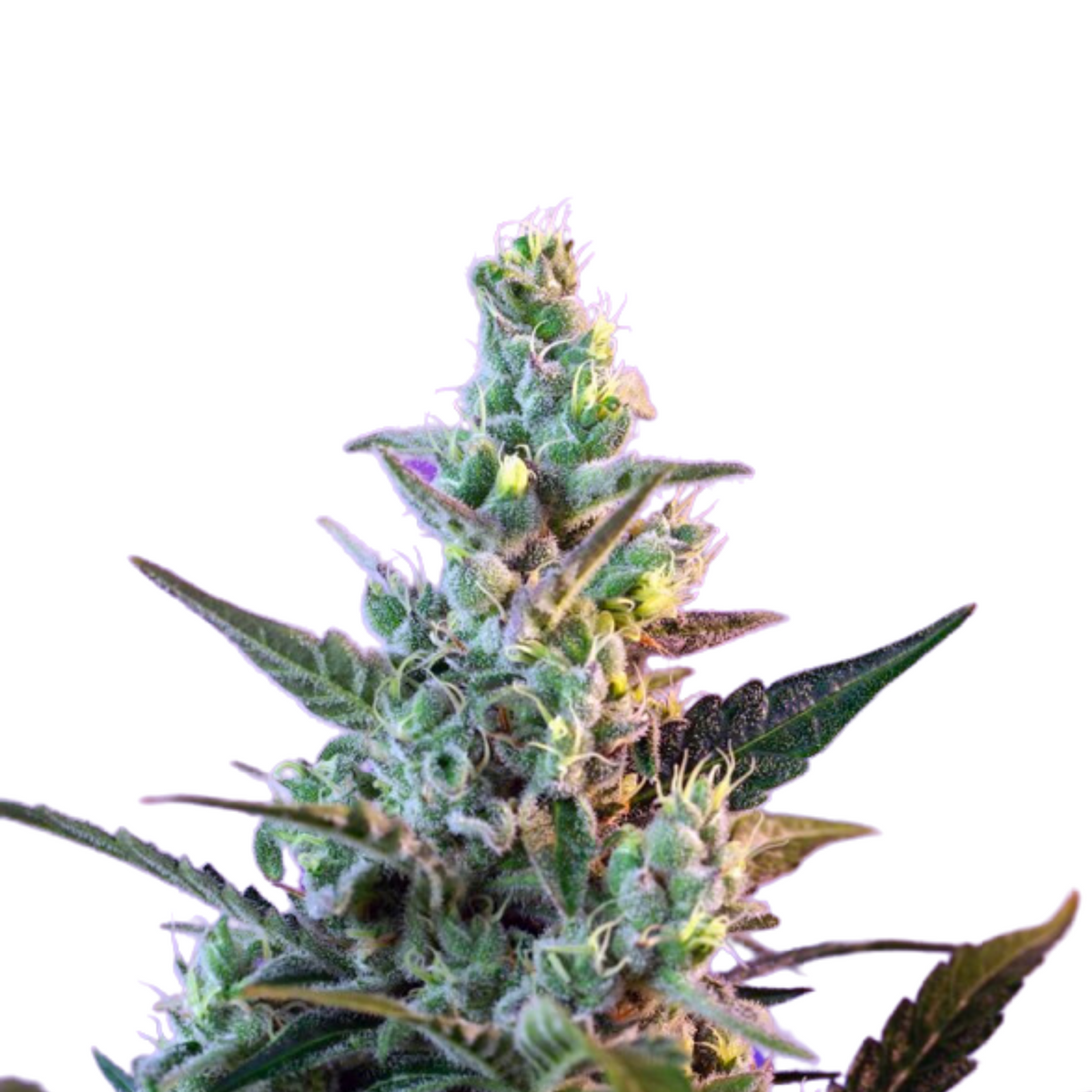 SWEET SKUNK F1 FAST VERSION